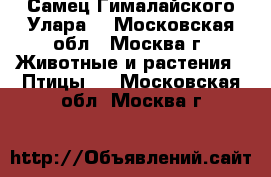 Самец Гималайского Улара. - Московская обл., Москва г. Животные и растения » Птицы   . Московская обл.,Москва г.